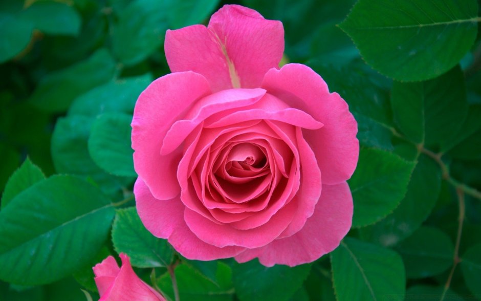 Роза чайно-гибридная Jacaranda