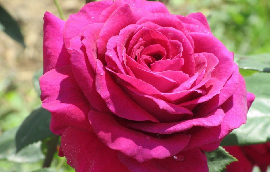 Роза чайно-гибридная Пьер Карден