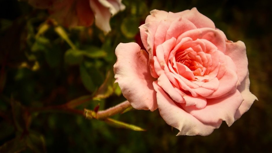Венер Гарин цветок роза