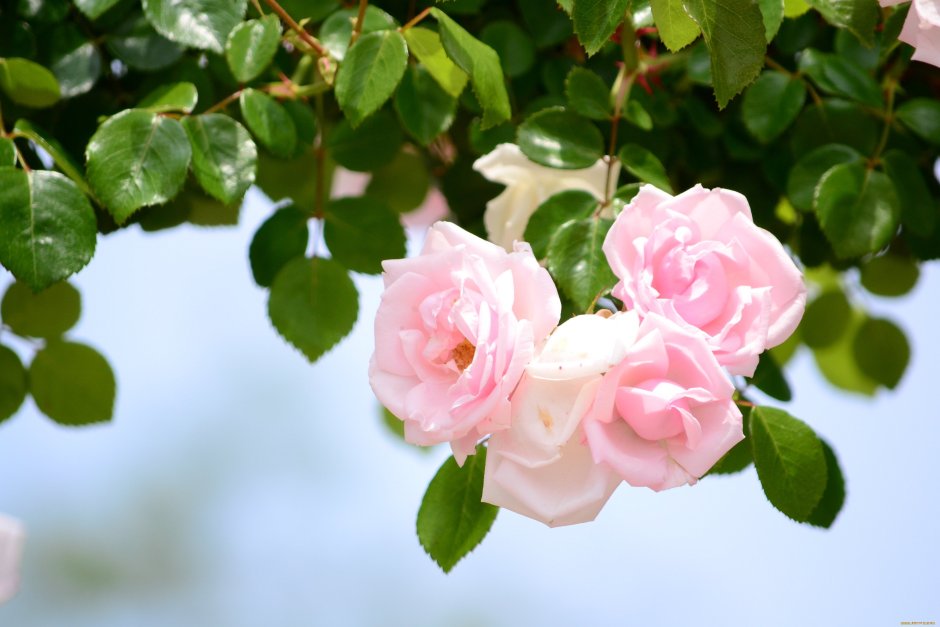 Розы чайно-гибридные Giraldo (Джиральдо, vien Rose, Виен Роуз)