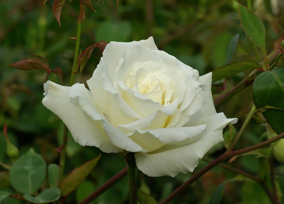 Питомник Флоранова розы саженцы