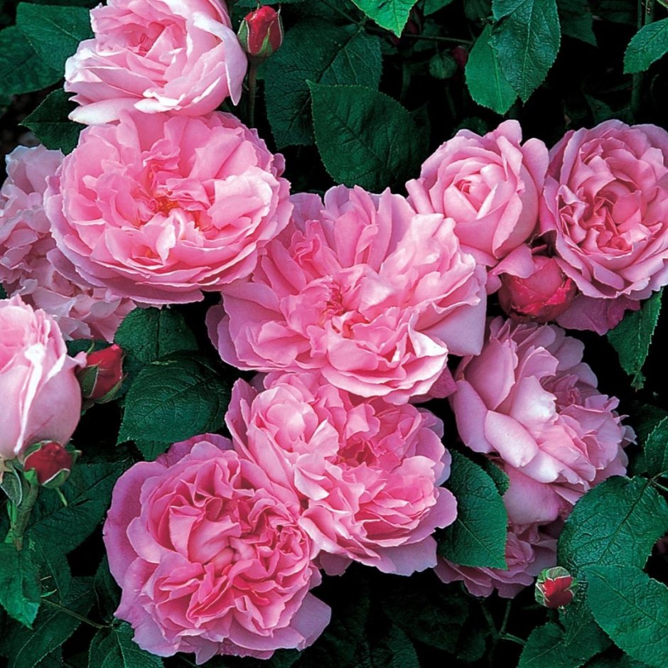 Розы David Austin Mary Rose