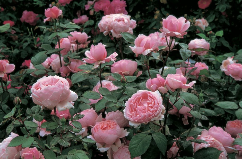 Constance Spry роза
