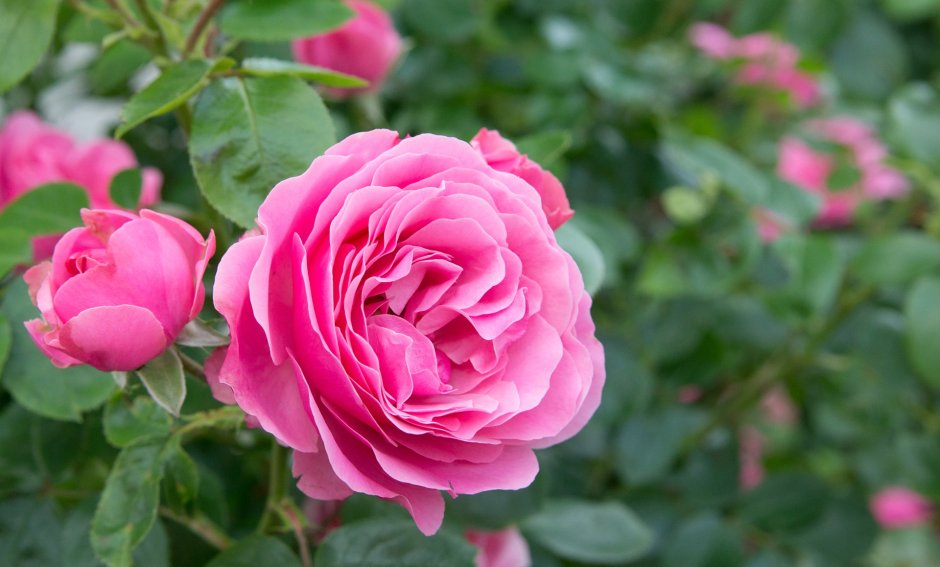 Роза Парковая Мэри Роуз