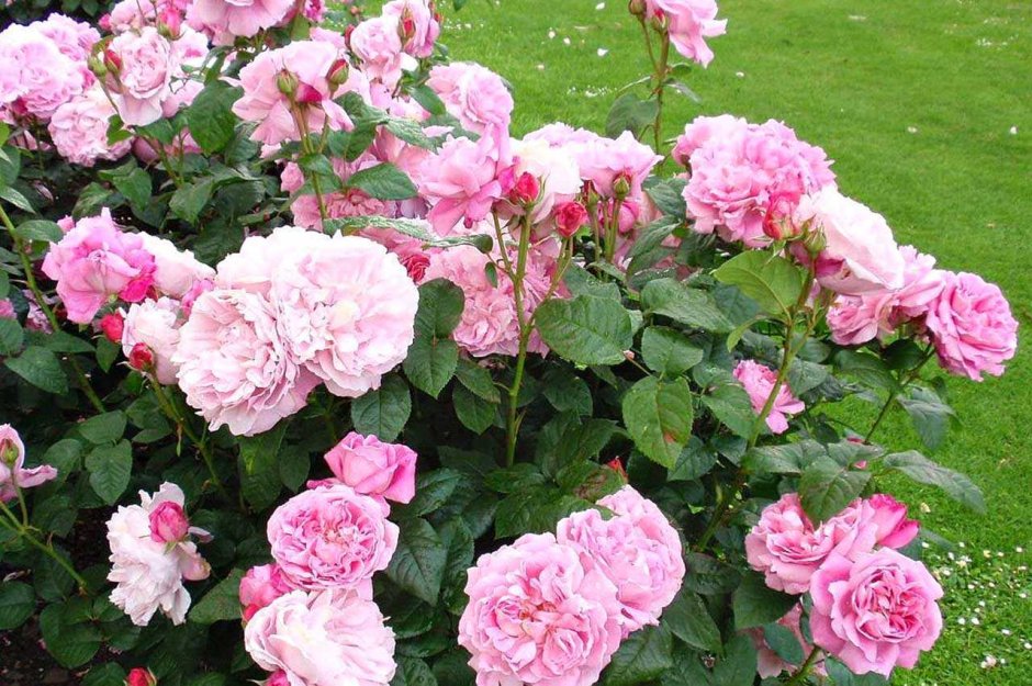 Роза английская-Парковая Эвелин.