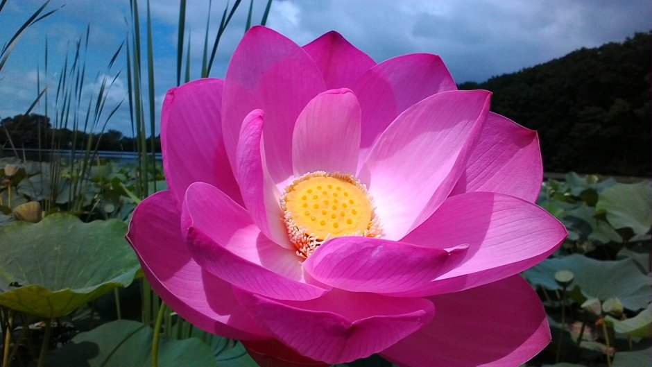 Лотос орехоносный Nelumbo nucifera