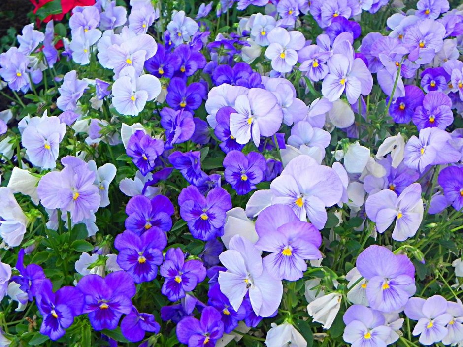 Фиалка рогатая (Viola cornuta)