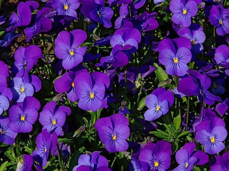 Фиалка рогатая (Viola cornuta)