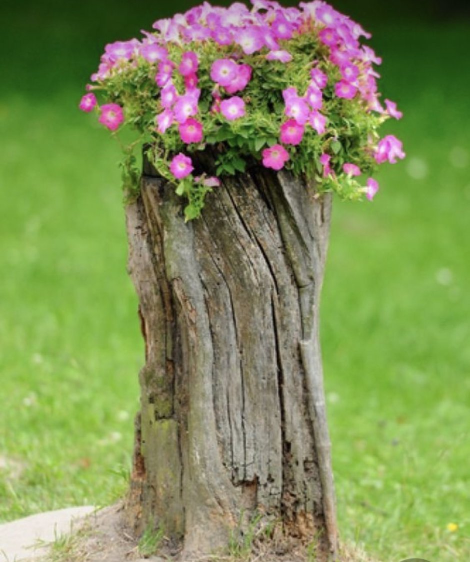 Цветы на стволе дерева