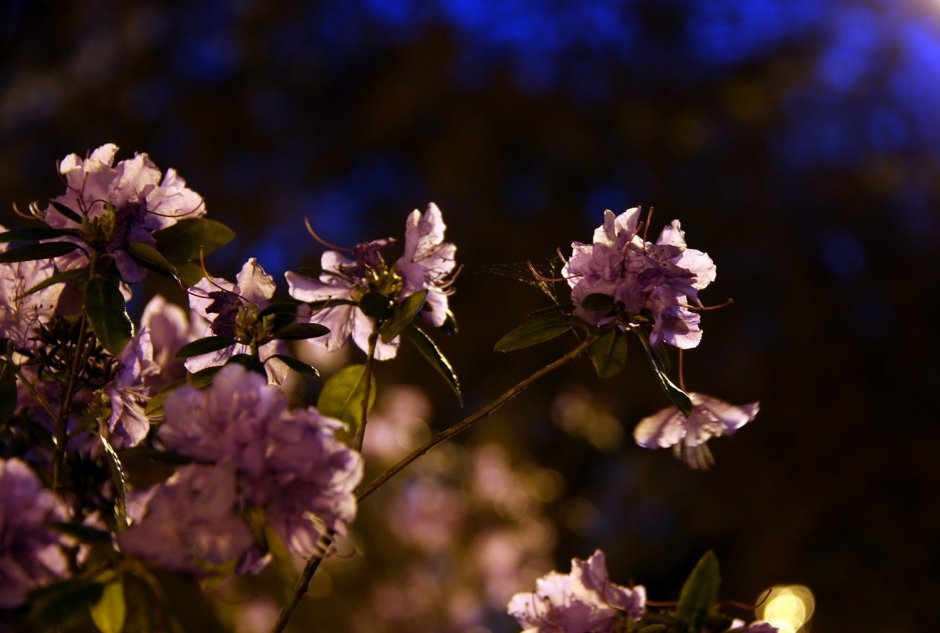 Красивые ночные цветы
