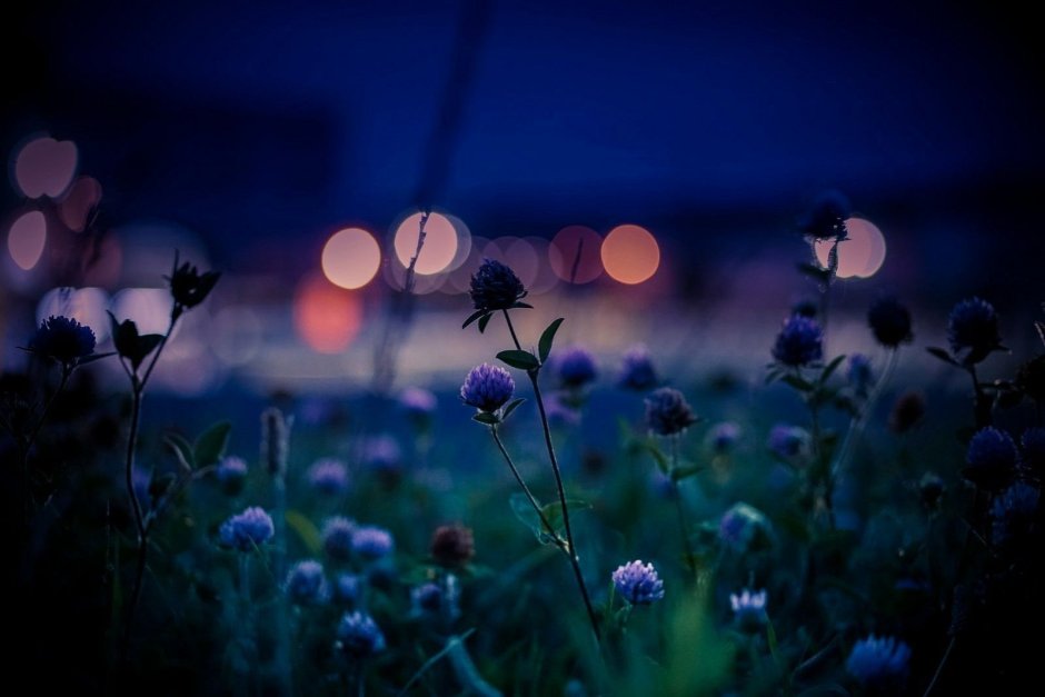 Темно- синие цветы в закате фото