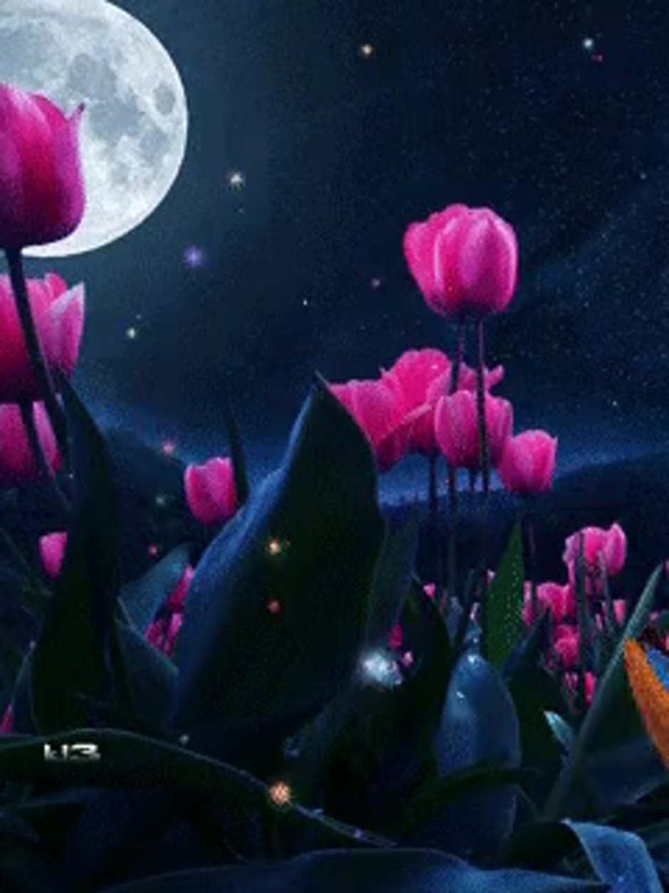 Ночь цветы красиво