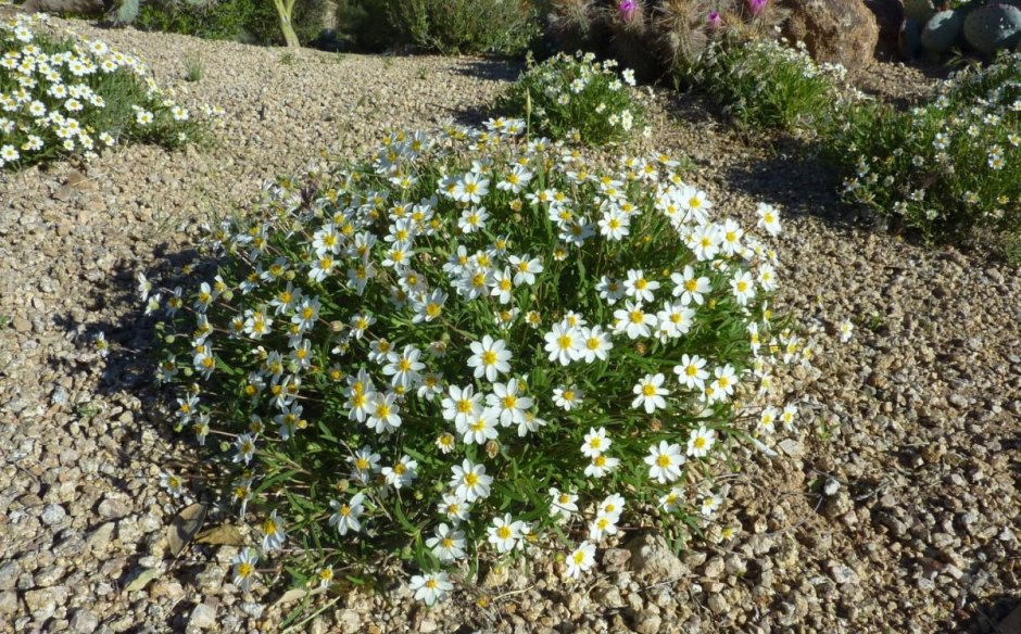 Melampodium leucanthum