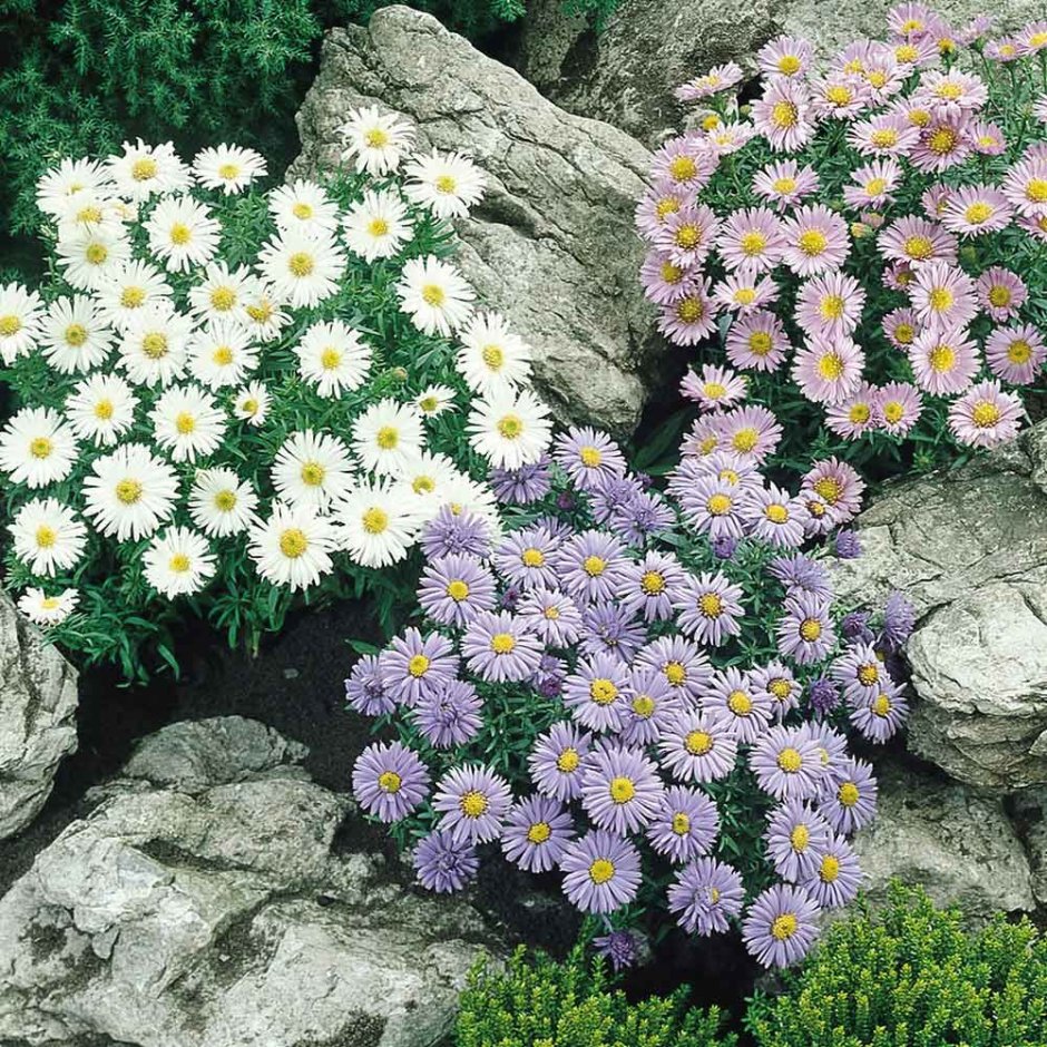 Астра Альпийская (Aster Alpinus)