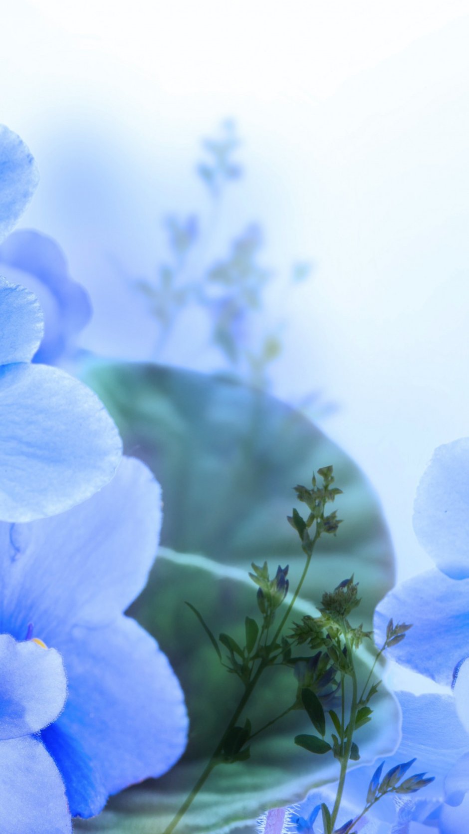 Цветок с синими лепестками