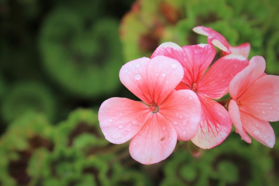 Пеларгония Canadian Pink and White