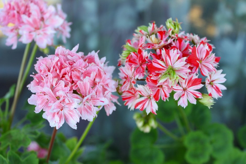 Pink Geranium пеларгония