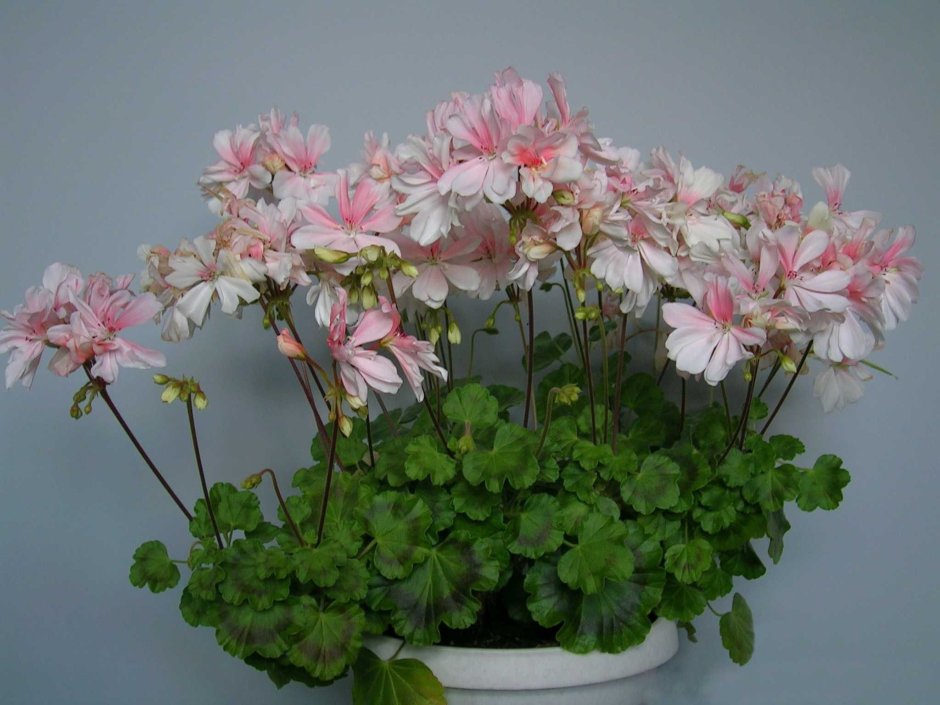 Pink Geranium пеларгония