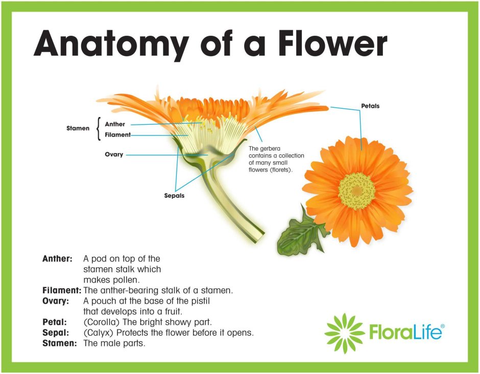Гербера строение цветка