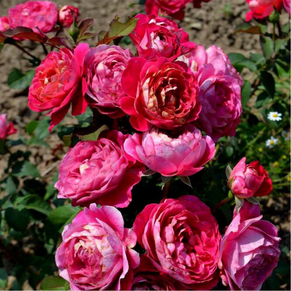 Роза канадская Парковая Модэн Сентенниал