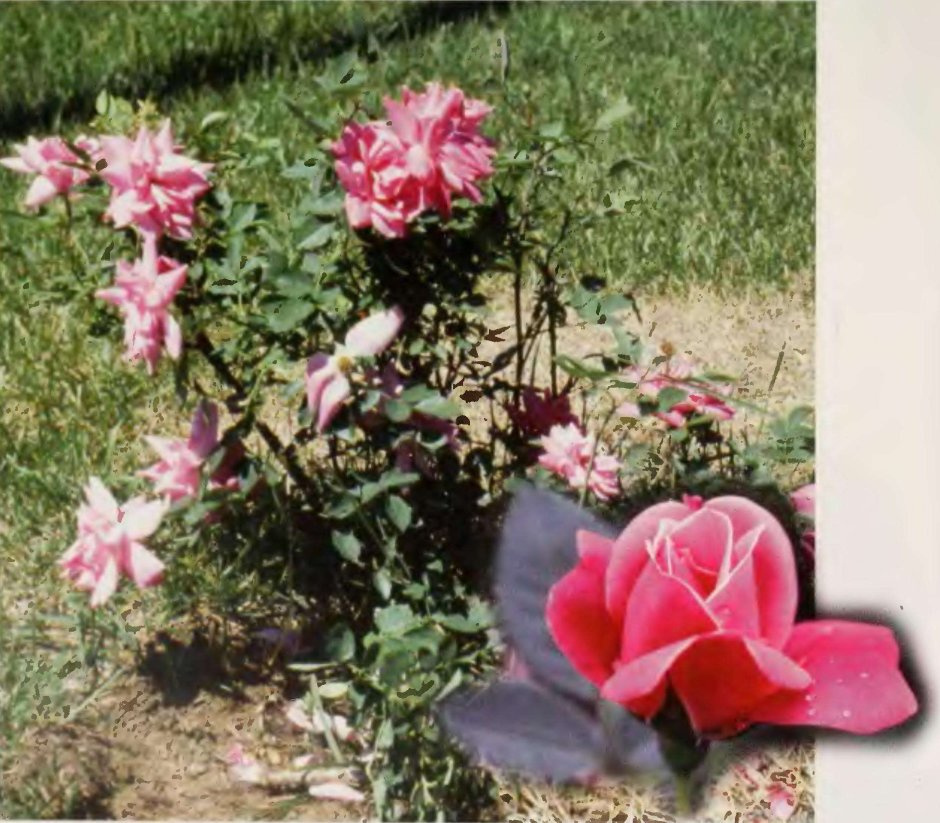Канадская роза de Montarville