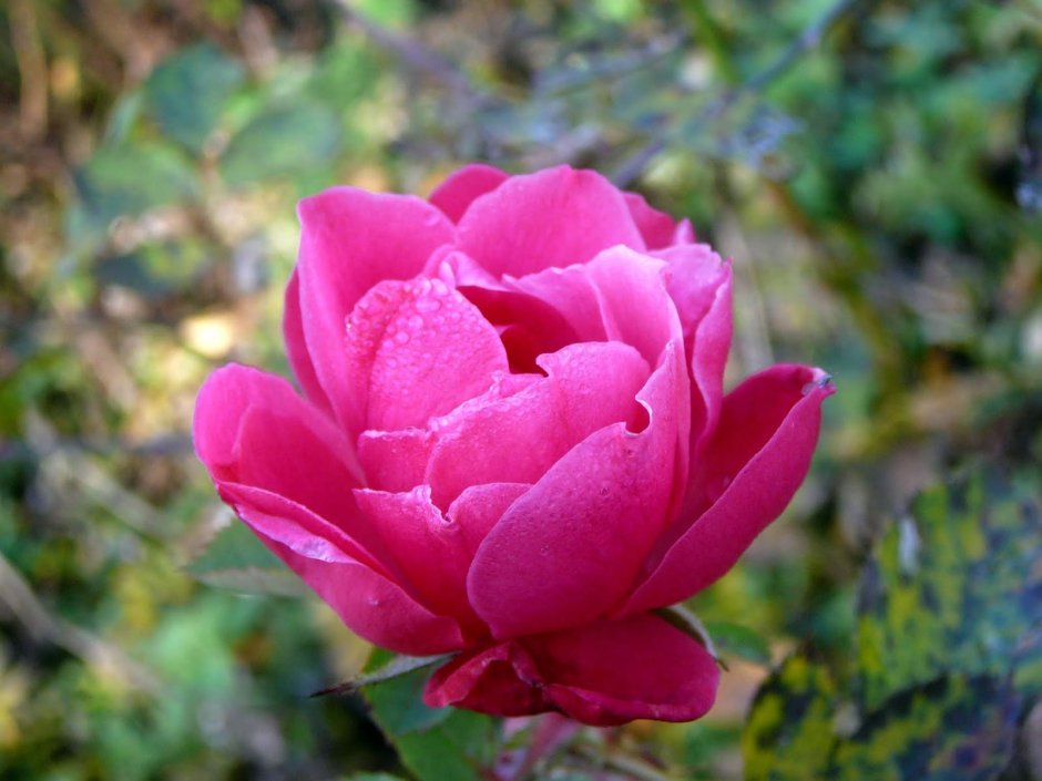 Роза канадская Морден Руби