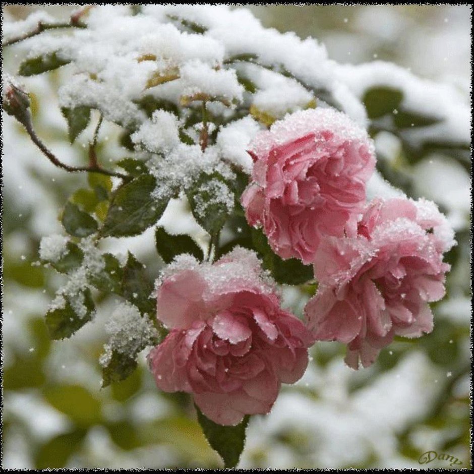 Безвременник цветок в снегу