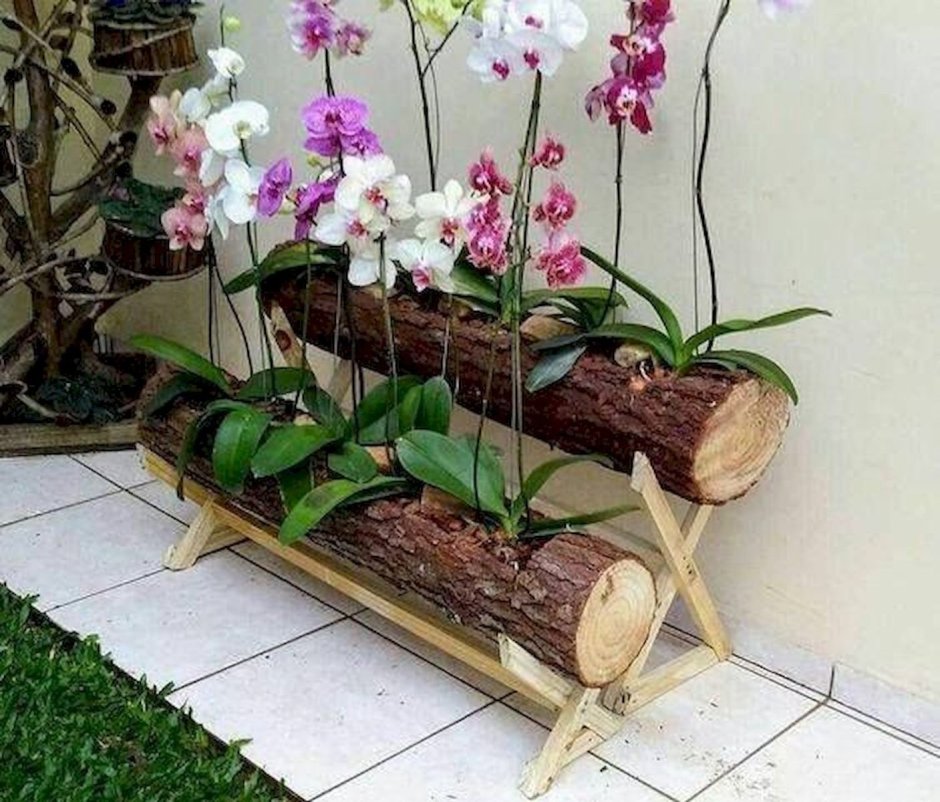 Орхидеи на бревне