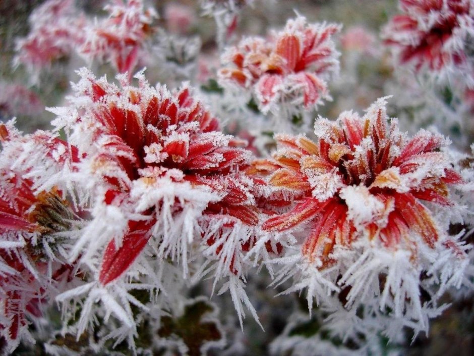 Нежные цветы в снегу