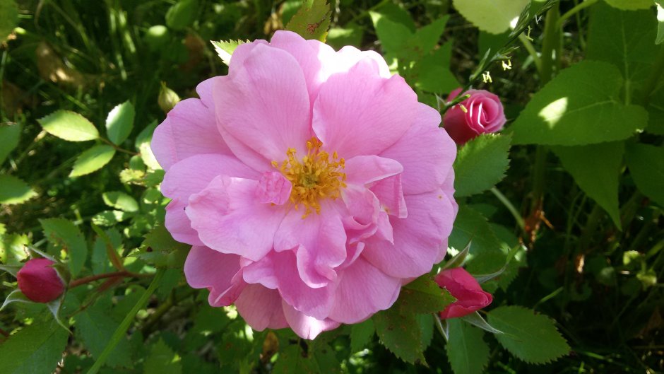 Роза канадская Парковая «Морден Сентенниал»
