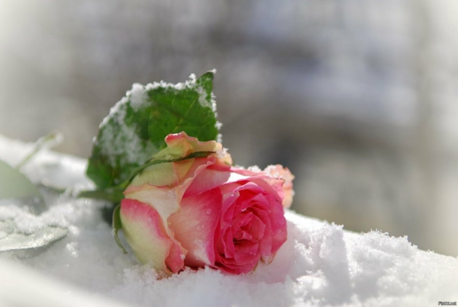 Розовые цветы в снегу