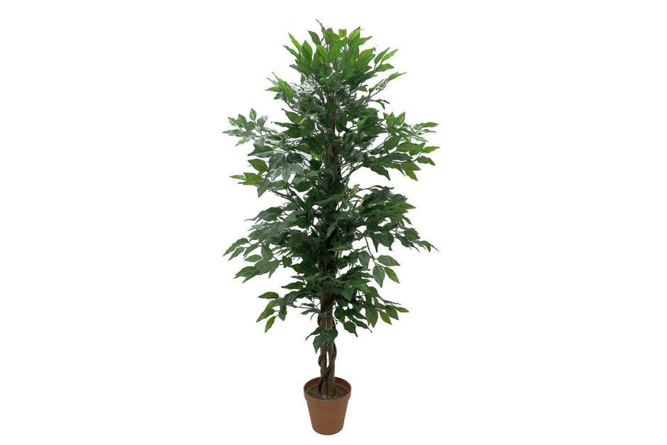 Ficus benjamina Natasja