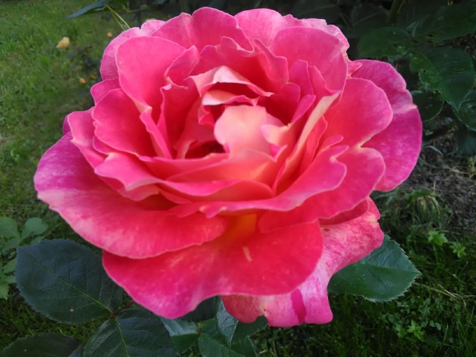 Сорт роза centenaire