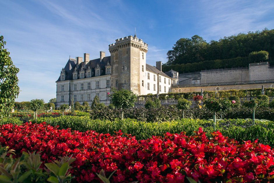 Chateau de Cheverny роза