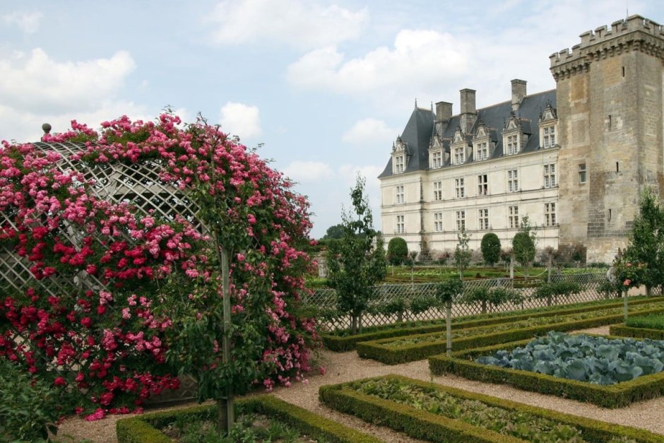 Chateau d’Amboise роза