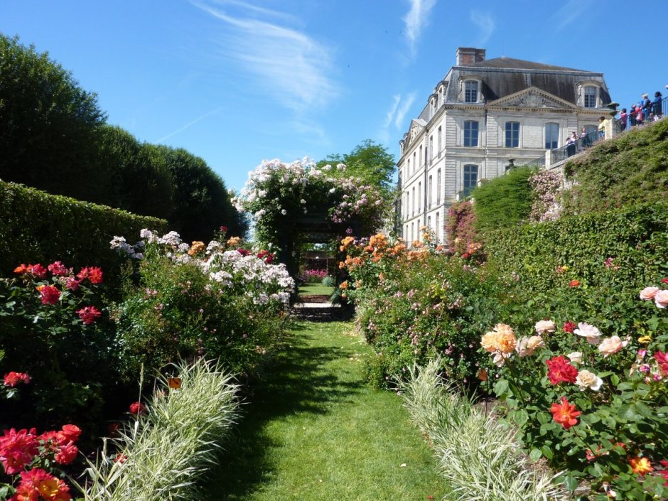 Chateau de la Bussiere роза