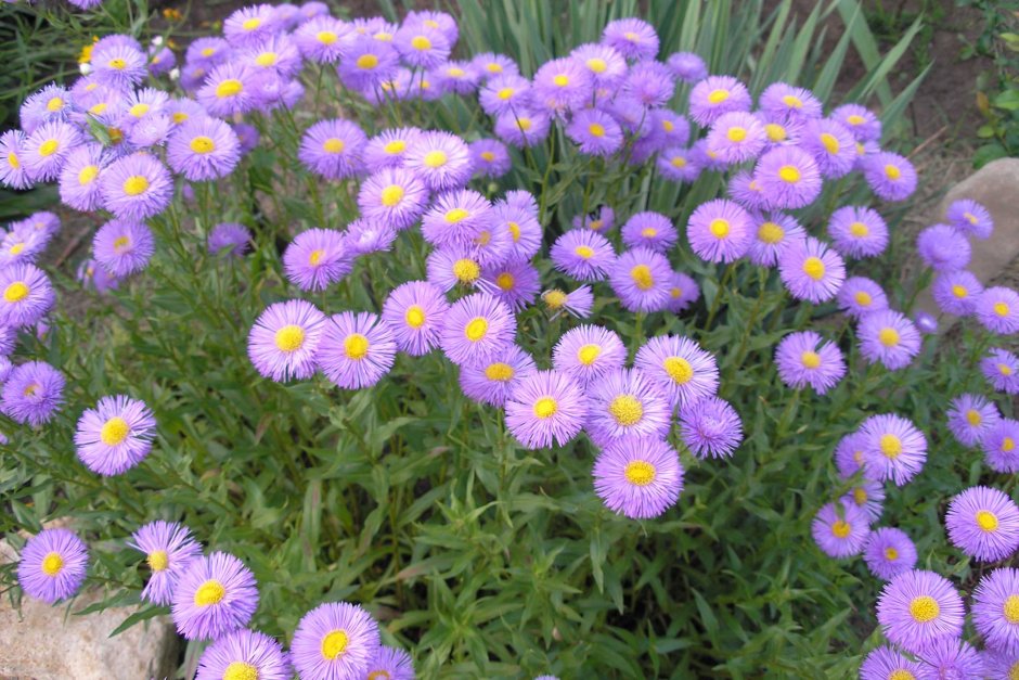 Астра кустарниковая Aster dumosus