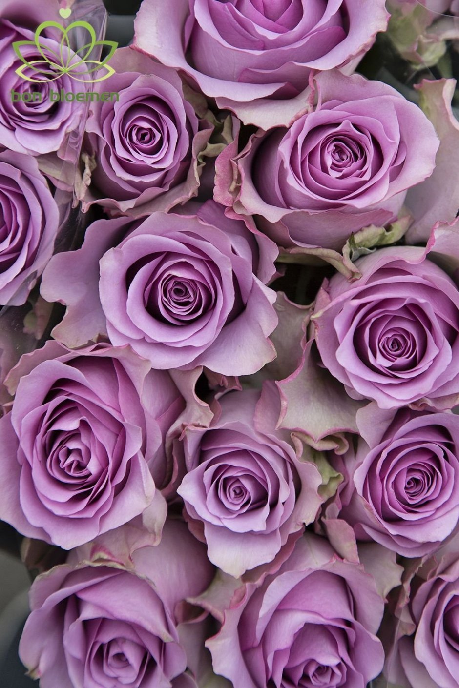 Lavender Queen роза кустовая