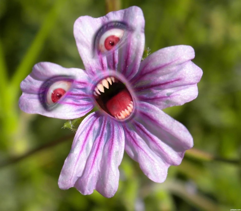 Самый страшный цветок