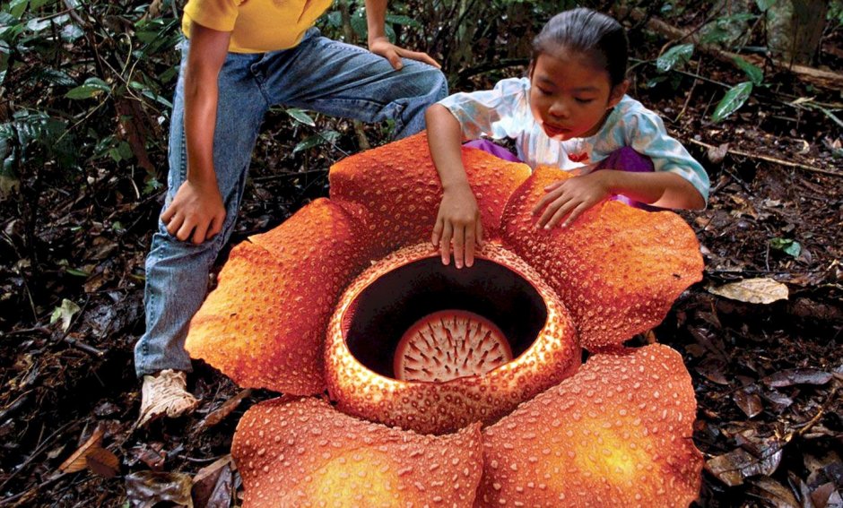 Самый большой цветок в мире раффлезия Арнольда