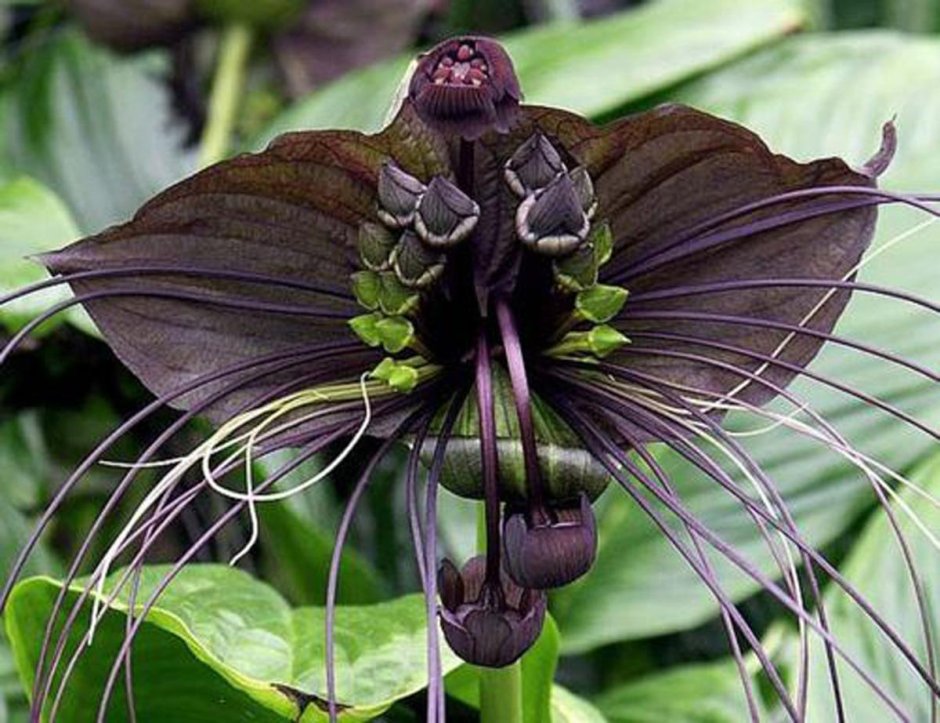 Раффлезия Арнольди цветок паразит