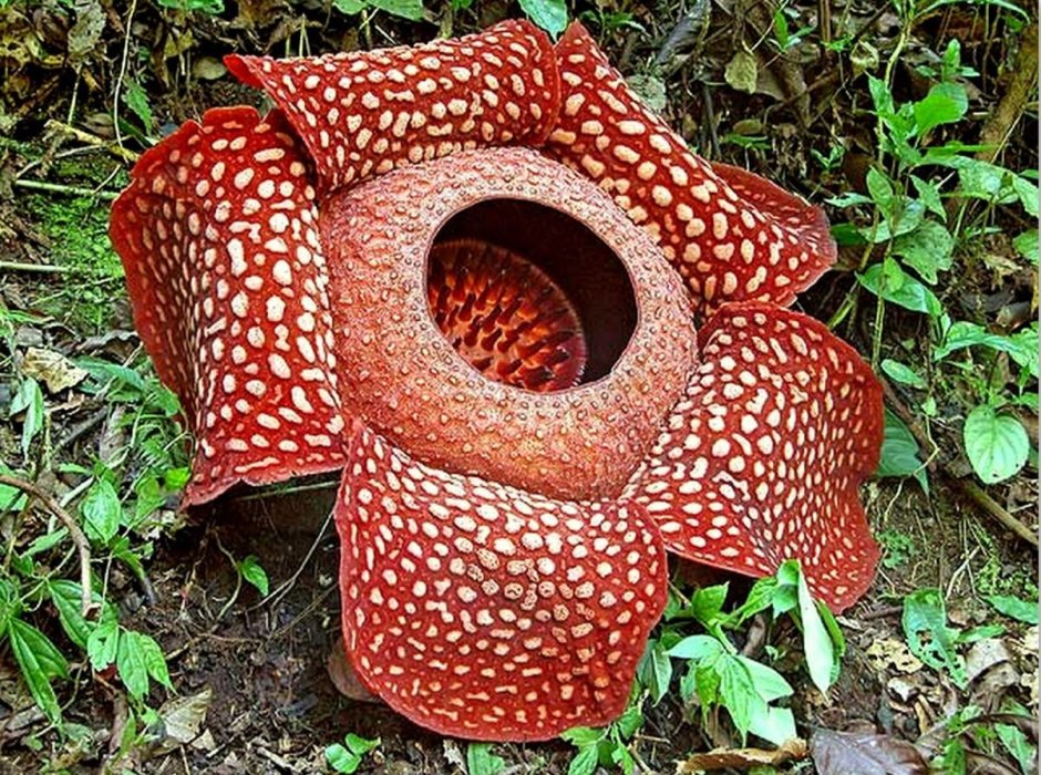 Самый большой цветок в мире Аморфофаллус