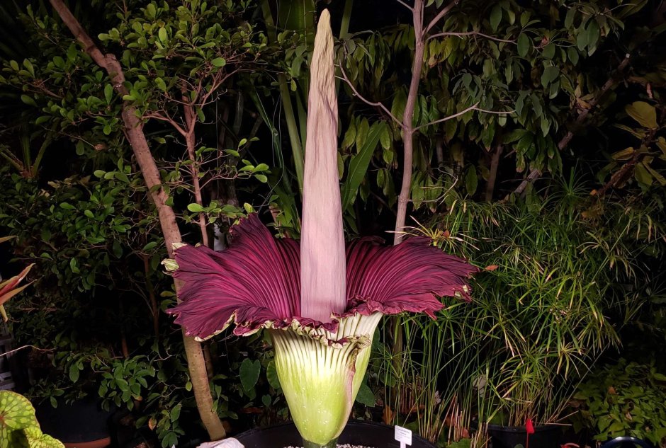 Аморфофаллус – «цветочный гигант»