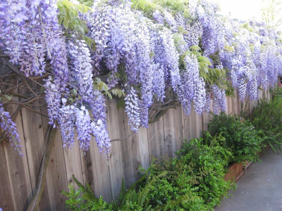 Wisteria floribunda изгородь