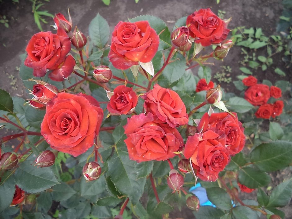 Роза кустовая супер сенсейшен
