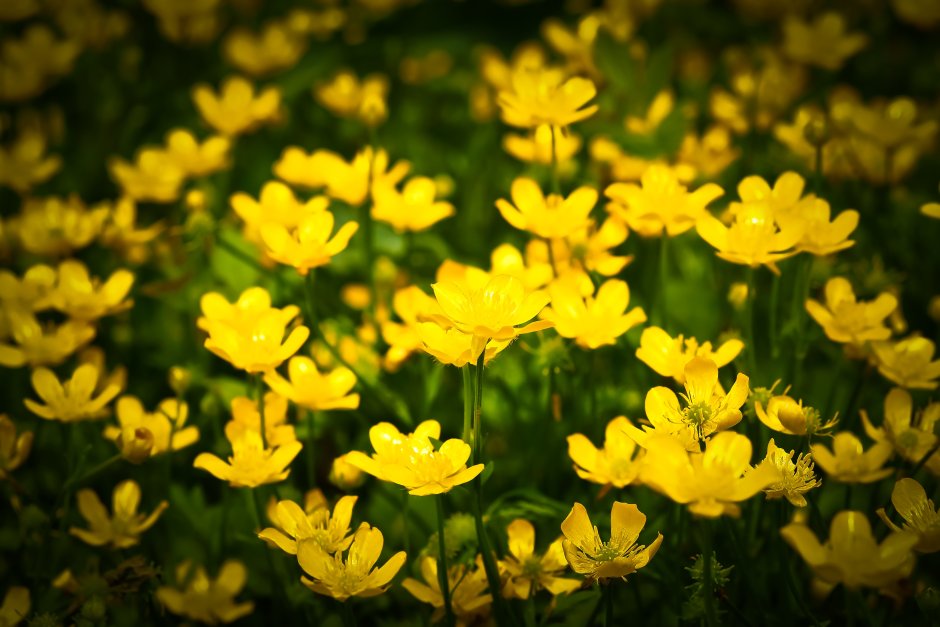 Желтые весенние цветочки