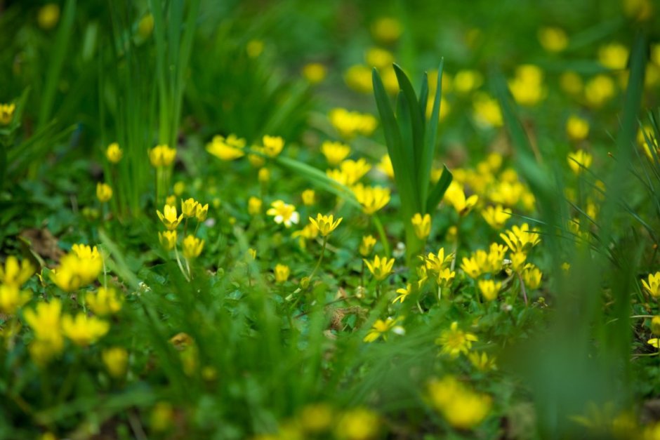 Желтые мелкие поздневесенние цветы