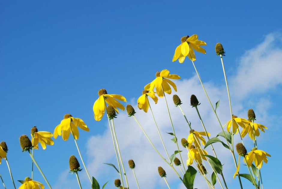 Желтые цветы на фоне неба
