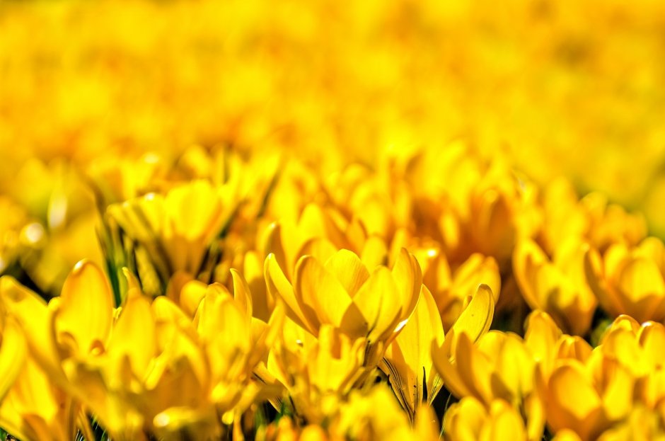 Желтые цветы весенние мелкие