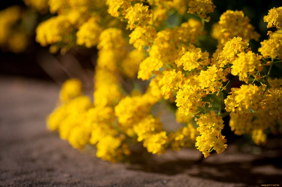 Куст с желтыми цветами